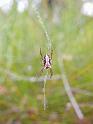 Araneus_cyphoxis_D5967_Z_84_Home Wendy Eiby_Australie